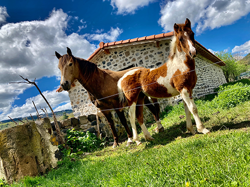 chevaux du domaine