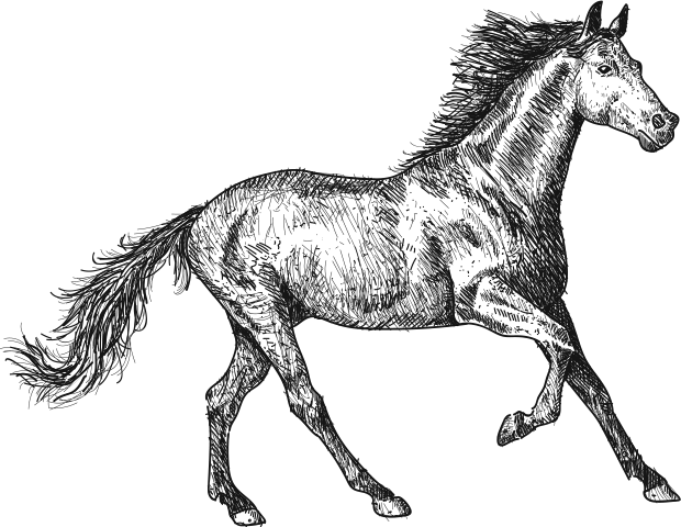 illustration de cheval