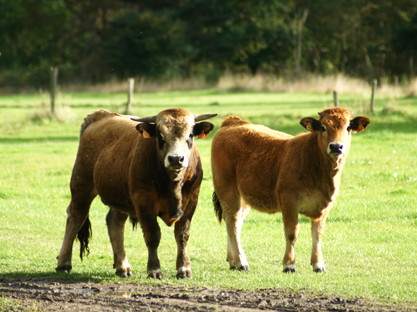 photos de 2 vaches dans un pré